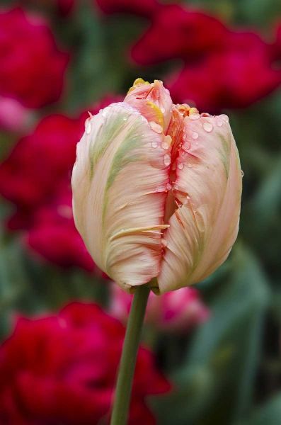 USA, Washington Tulip bud begins to open